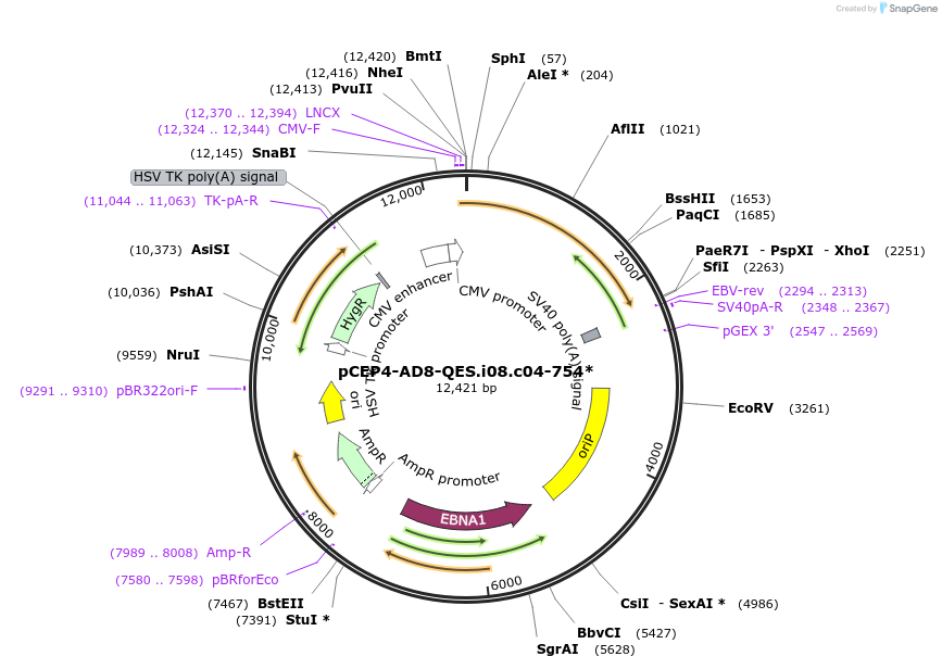 123258-plasmid-map-sequence-id-235223