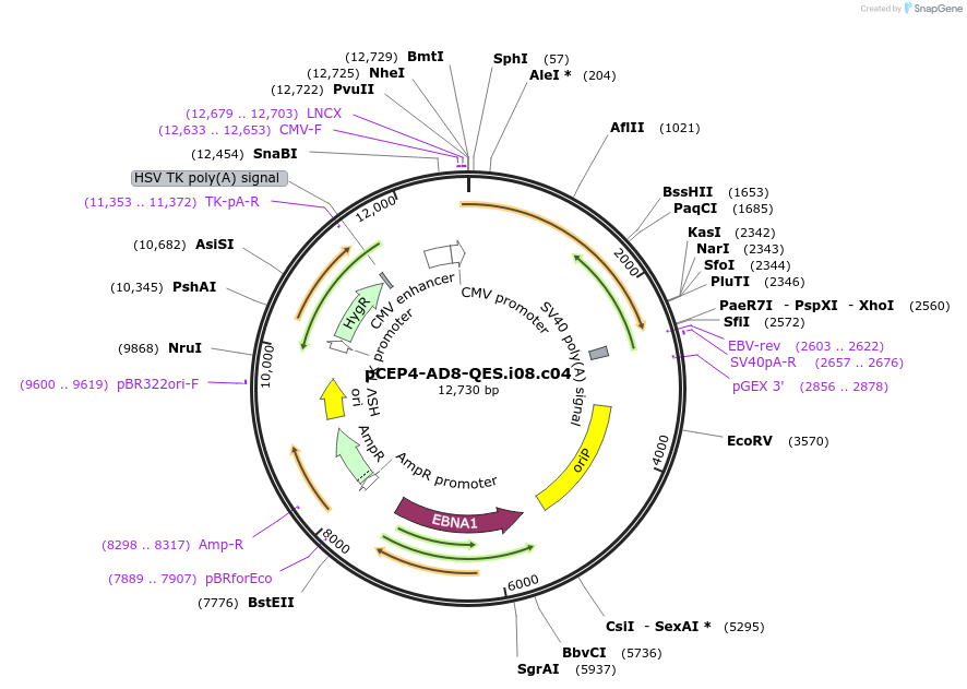 123259-plasmid-map-sequence-id-235224
