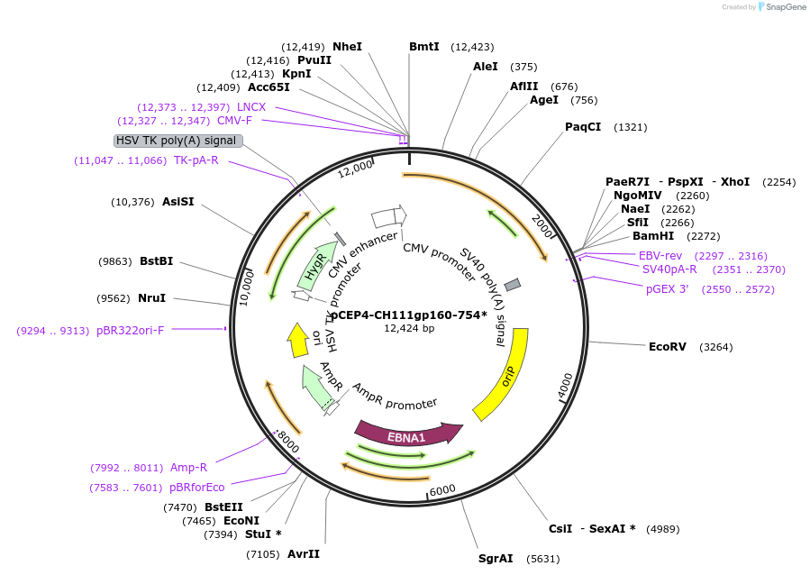 123263-plasmid-map-sequence-id-235226