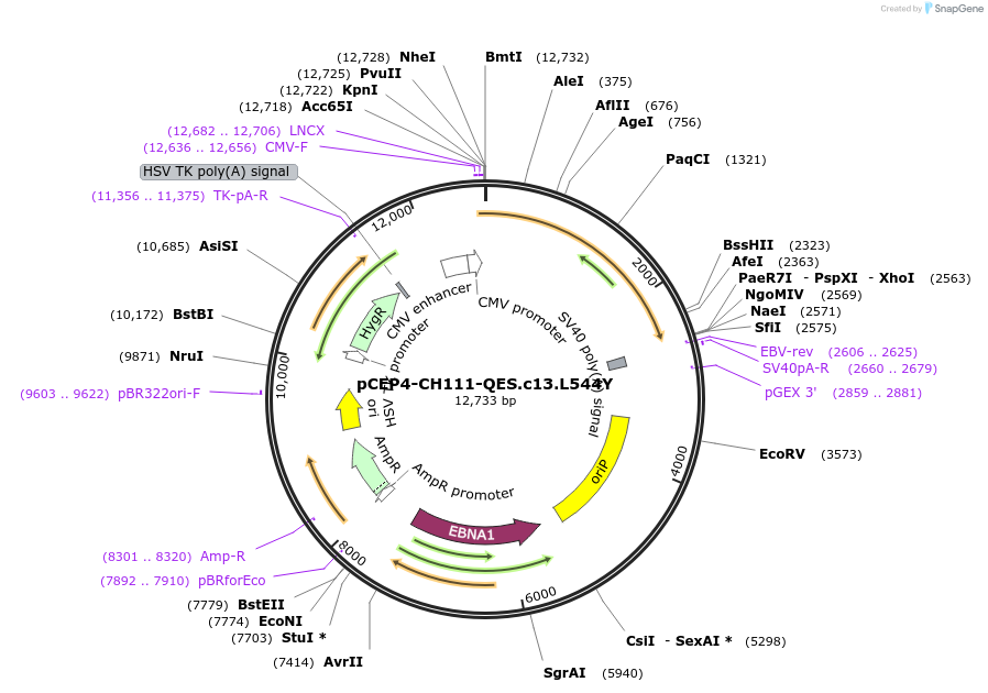 123267-plasmid-map-sequence-id-235228