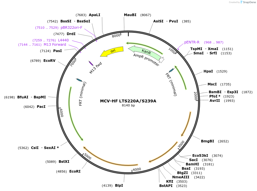112191-plasmid-map-sequence-id-235230