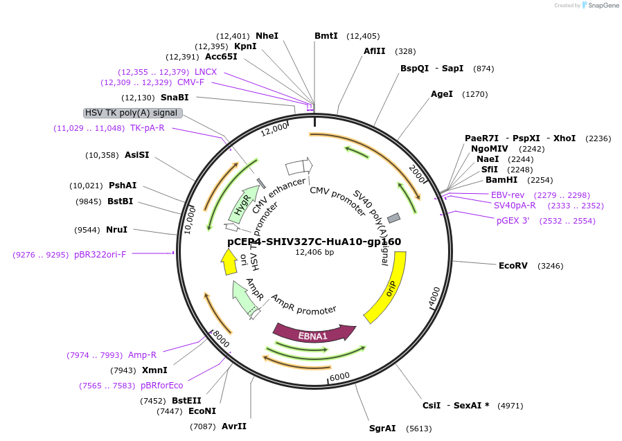 123270-plasmid-map-sequence-id-235233