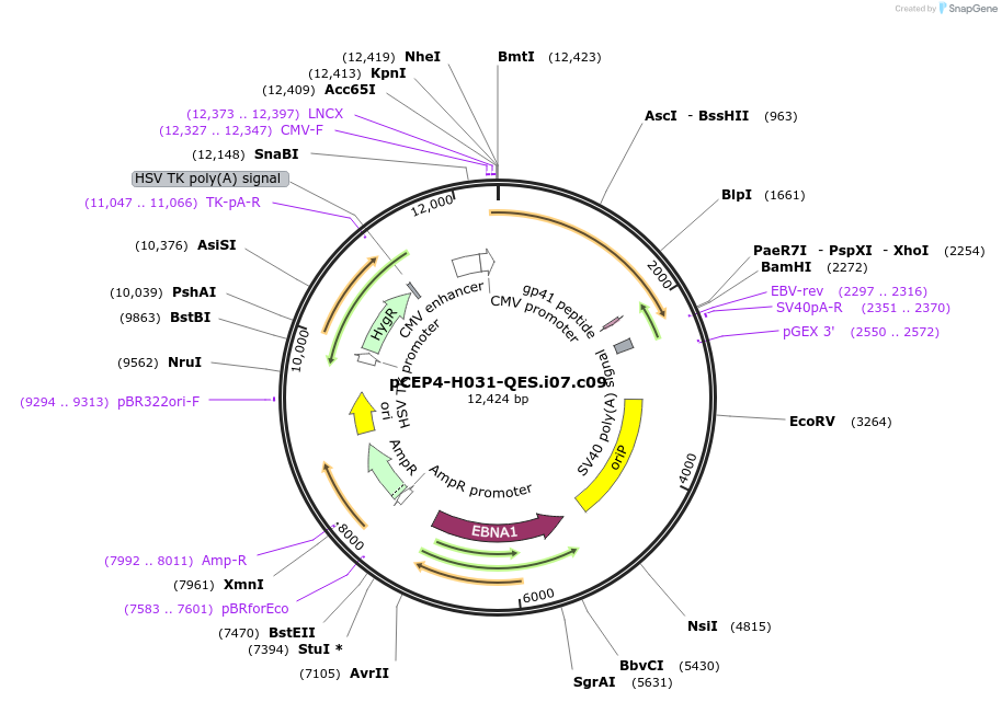 123271-plasmid-map-sequence-id-235234