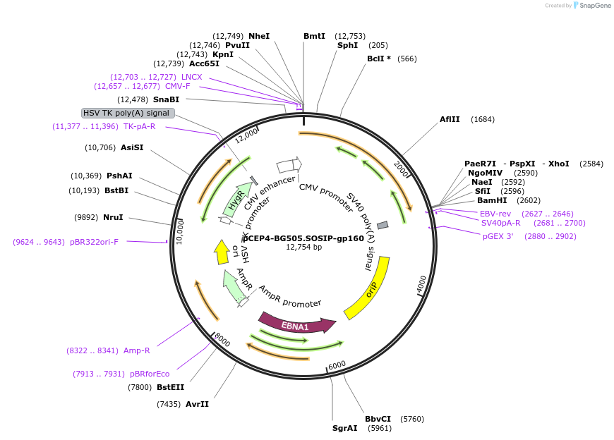 123273-plasmid-map-sequence-id-235236