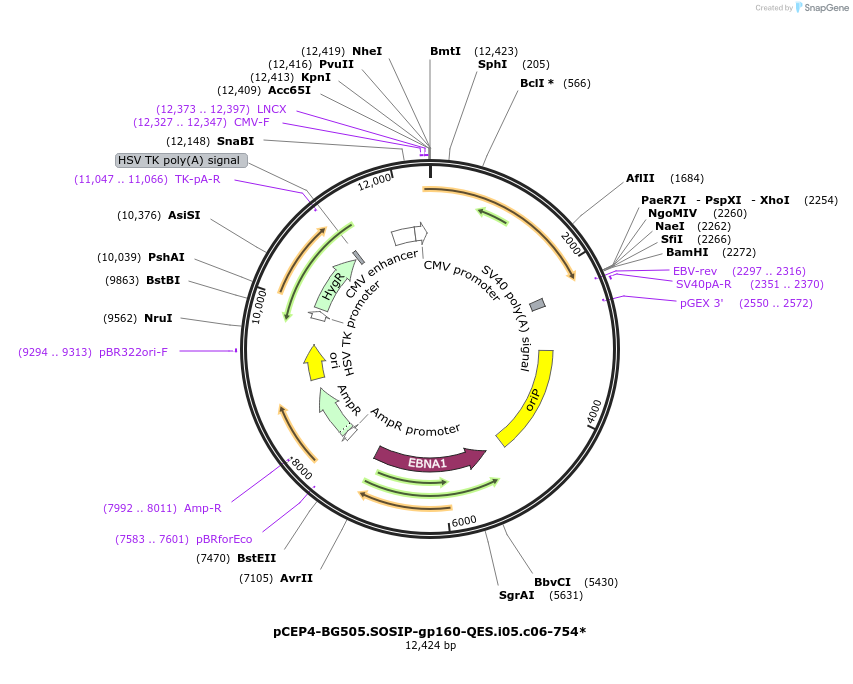 123275-plasmid-map-sequence-id-235239
