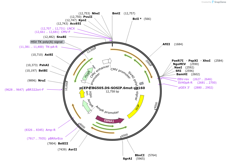 123278-plasmid-map-sequence-id-235243