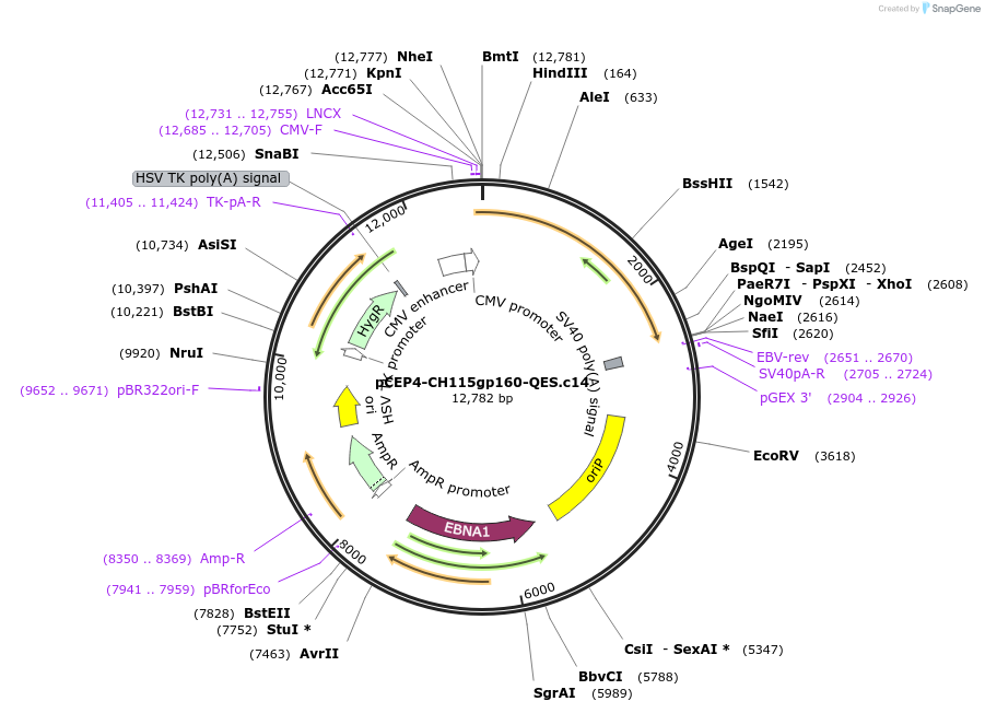 123279-plasmid-map-sequence-id-235244