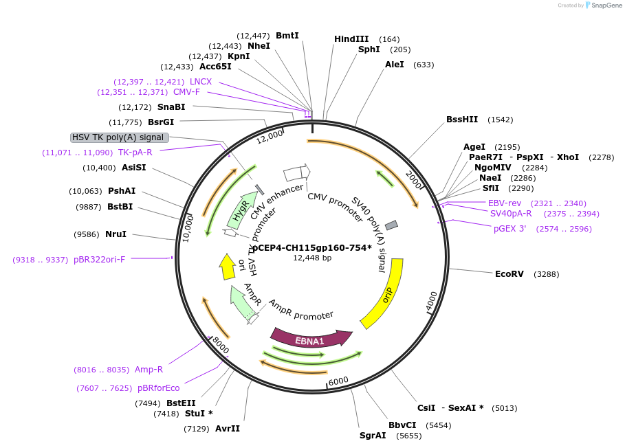 123281-plasmid-map-sequence-id-235247