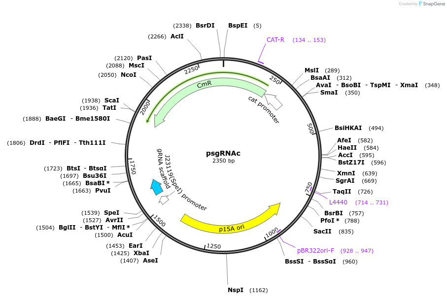 114006-plasmid-map-sequence-id-235255