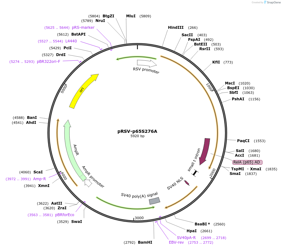 106455-plasmid-map-sequence-id-235263