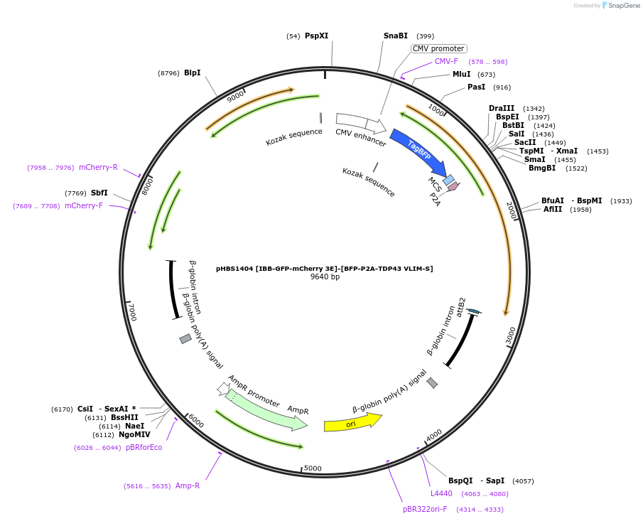 118809-plasmid-map-sequence-id-235268