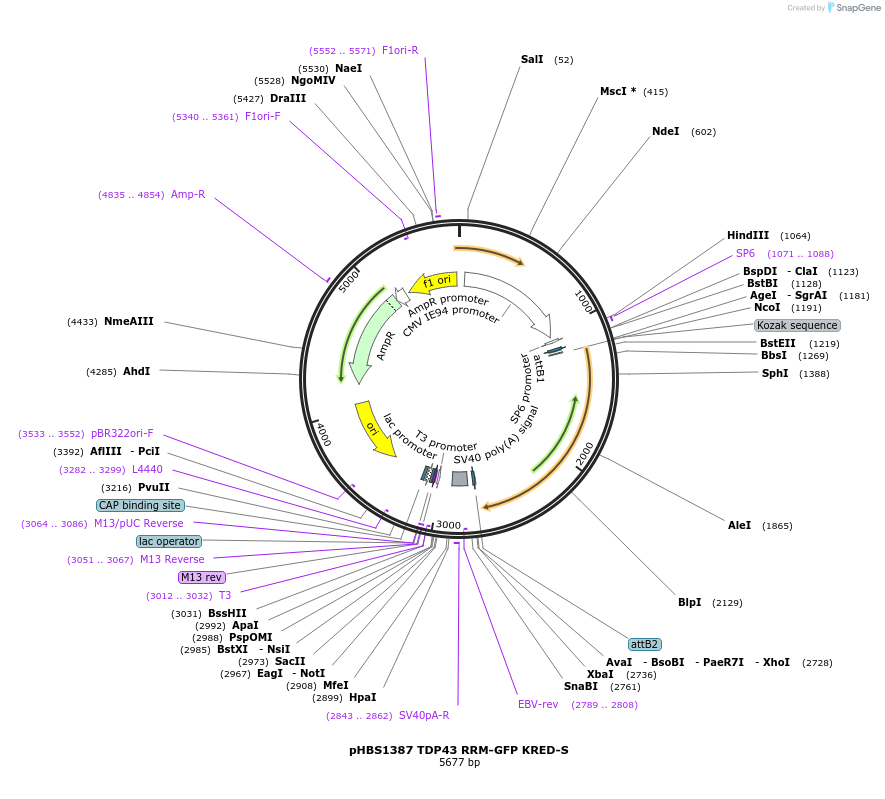118795-plasmid-map-sequence-id-235269