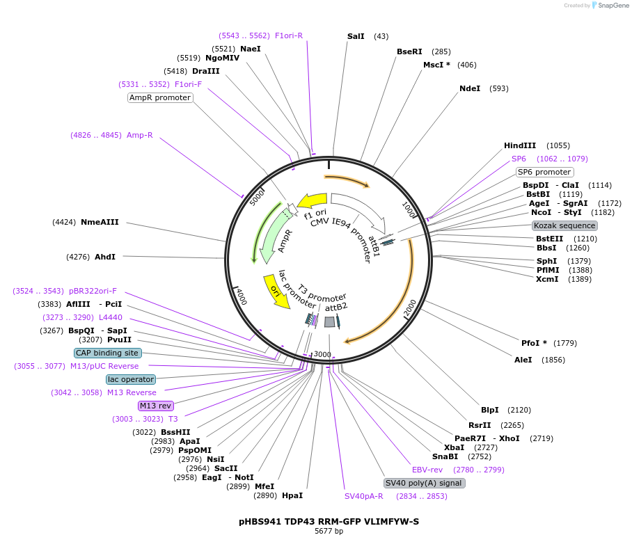 121992-plasmid-map-sequence-id-235275
