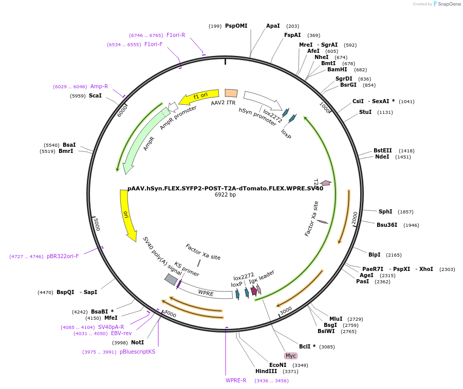 105983-plasmid-map-sequence-id-235283