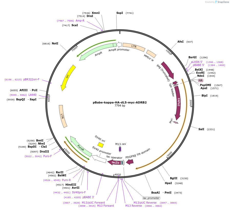 101253-plasmid-map-sequence-id-235286