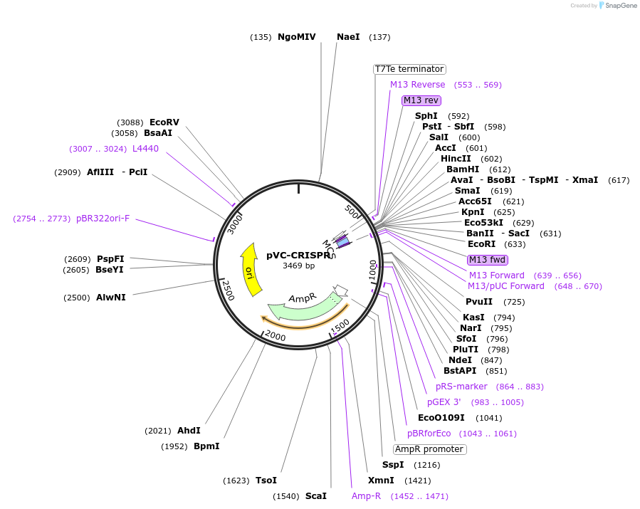 120369-plasmid-map-sequence-id-235293