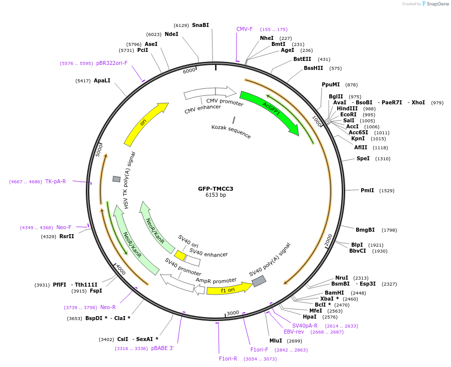 121048-plasmid-map-sequence-id-235296