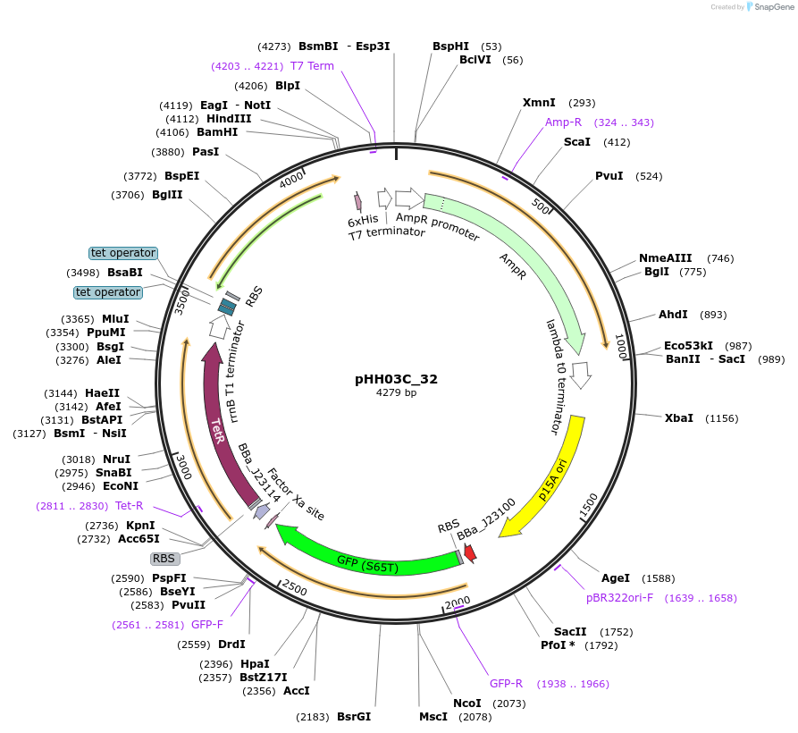 120897-plasmid-map-sequence-id-235305