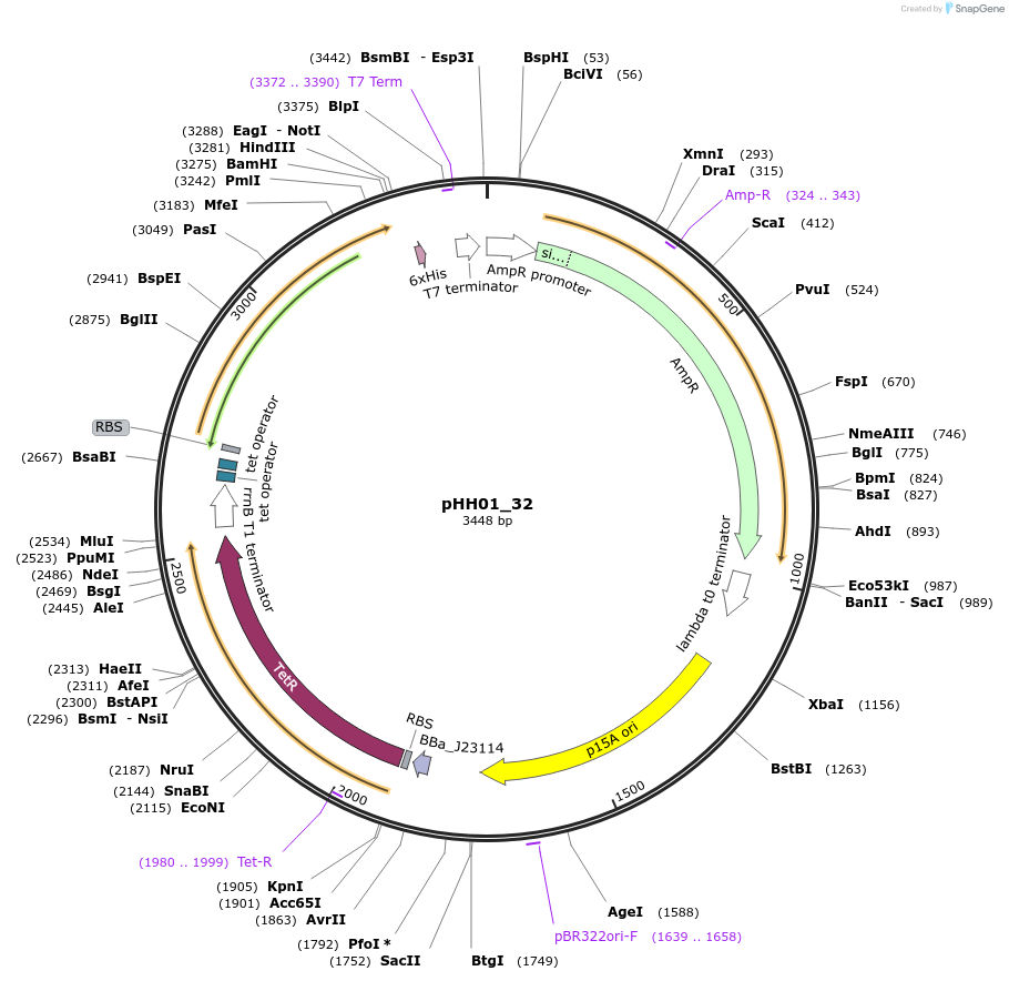 120892-plasmid-map-sequence-id-235306