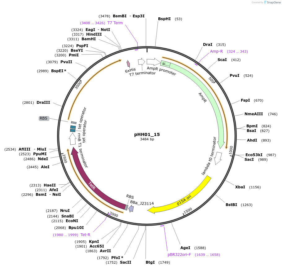 120890-plasmid-map-sequence-id-235307