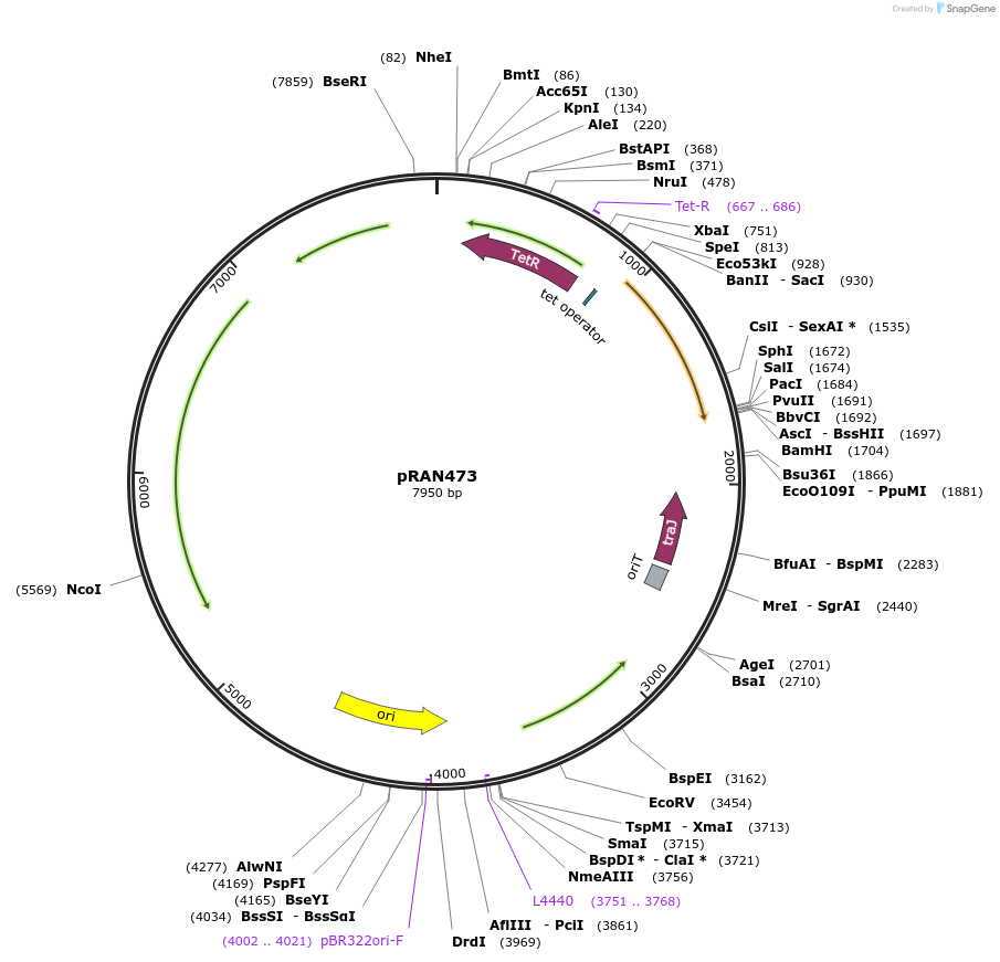120813-plasmid-map-sequence-id-235308