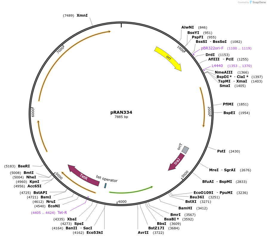 120814-plasmid-map-sequence-id-235309