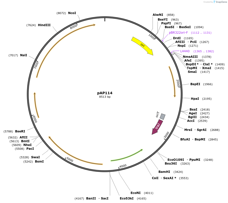 120799-plasmid-map-sequence-id-235314