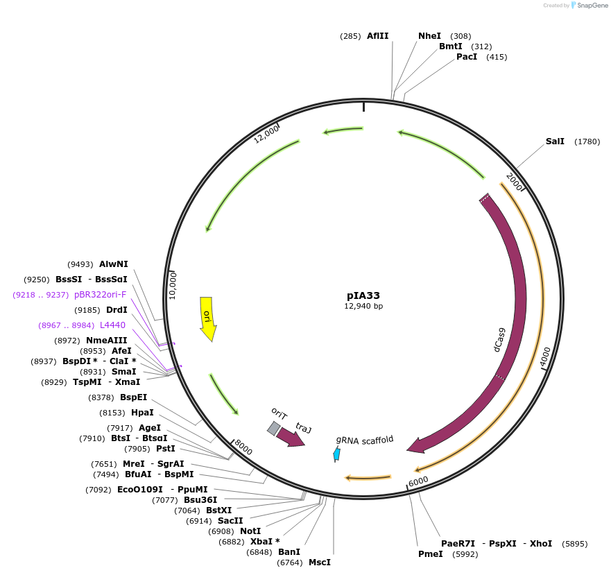 120803-plasmid-map-sequence-id-235316
