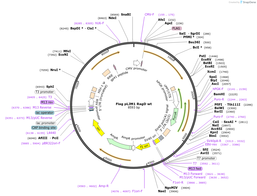 19316-plasmid-map-sequence-id-235320