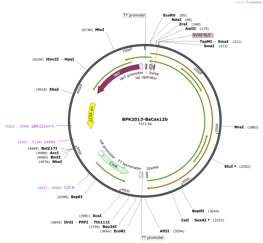 121952-plasmid-map-sequence-id-235339