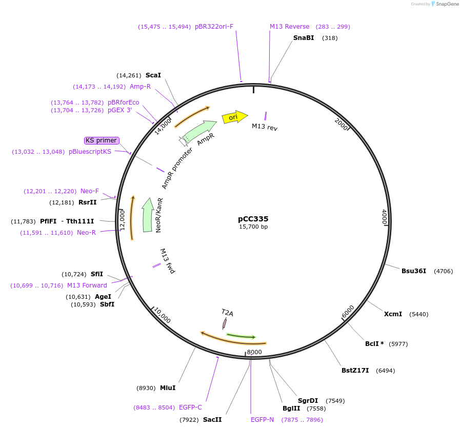 110166-plasmid-map-sequence-id-235342