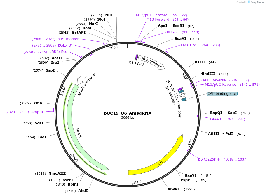 121956-plasmid-map-sequence-id-235351