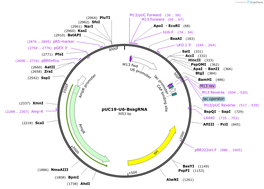 121957-plasmid-map-sequence-id-235352