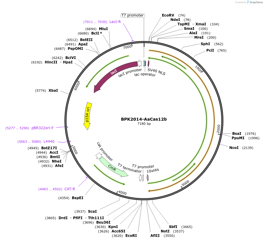 121949-plasmid-map-sequence-id-235355