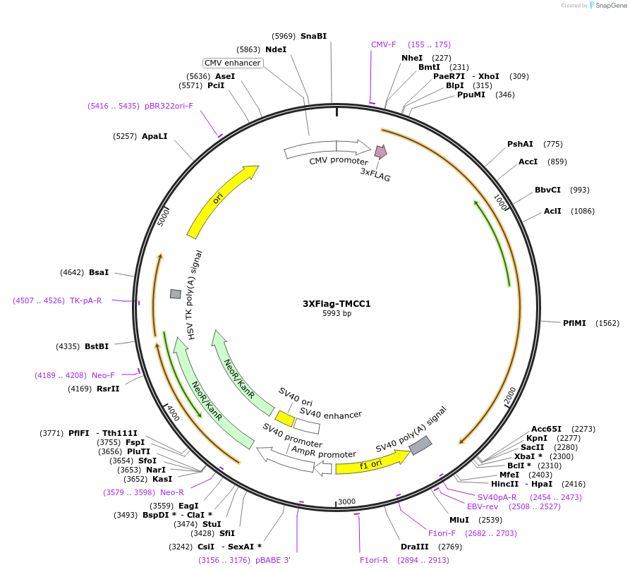 121045-plasmid-map-sequence-id-235377