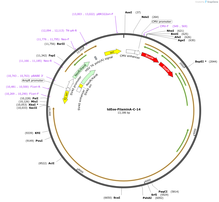 57615-plasmid-map-sequence-id-235386
