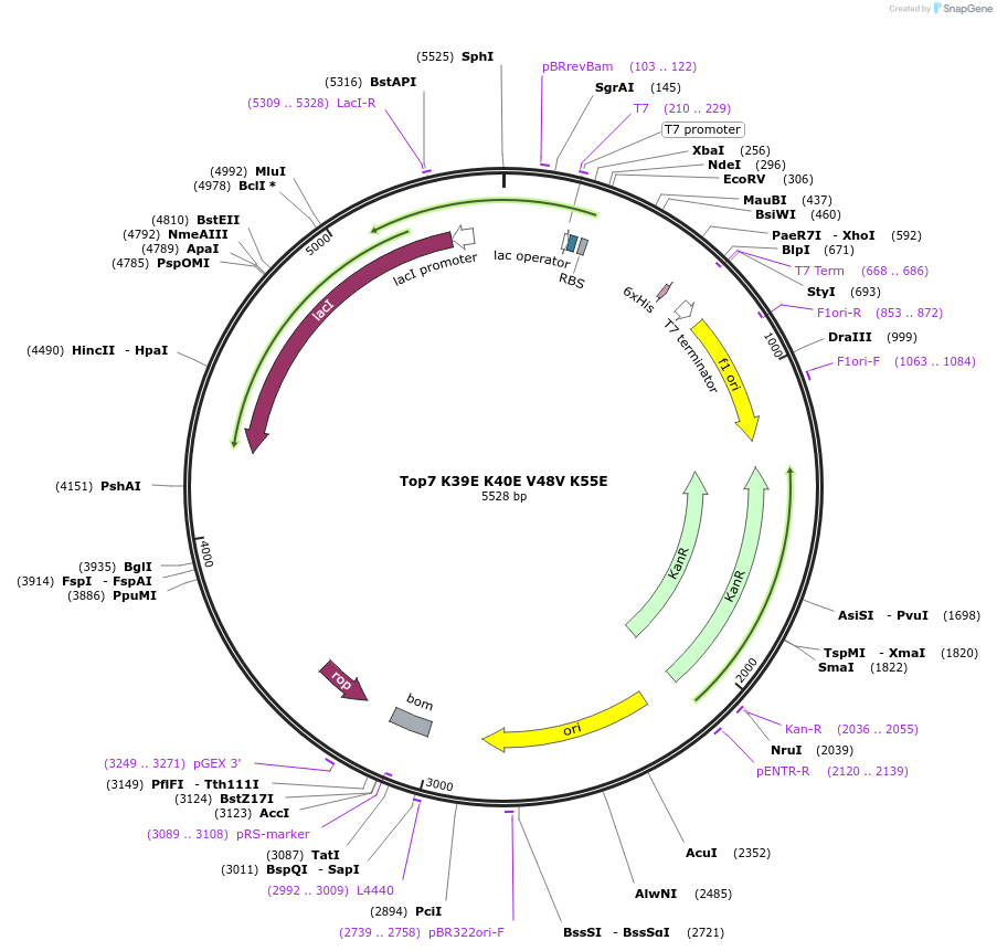12464-plasmid-map-sequence-id-235394
