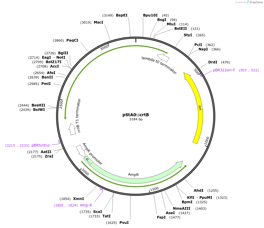 114344-plasmid-map-sequence-id-235407