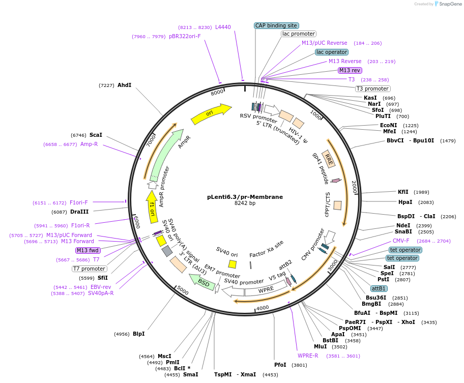 120835-plasmid-map-sequence-id-235409