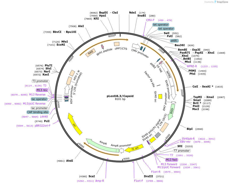 120834-plasmid-map-sequence-id-235416