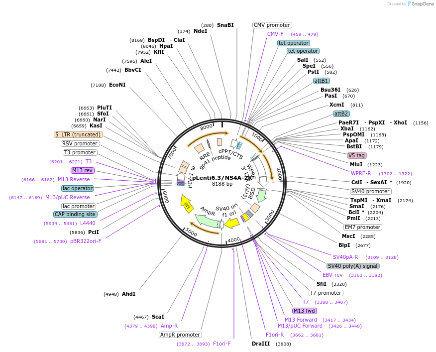 120838-plasmid-map-sequence-id-235417