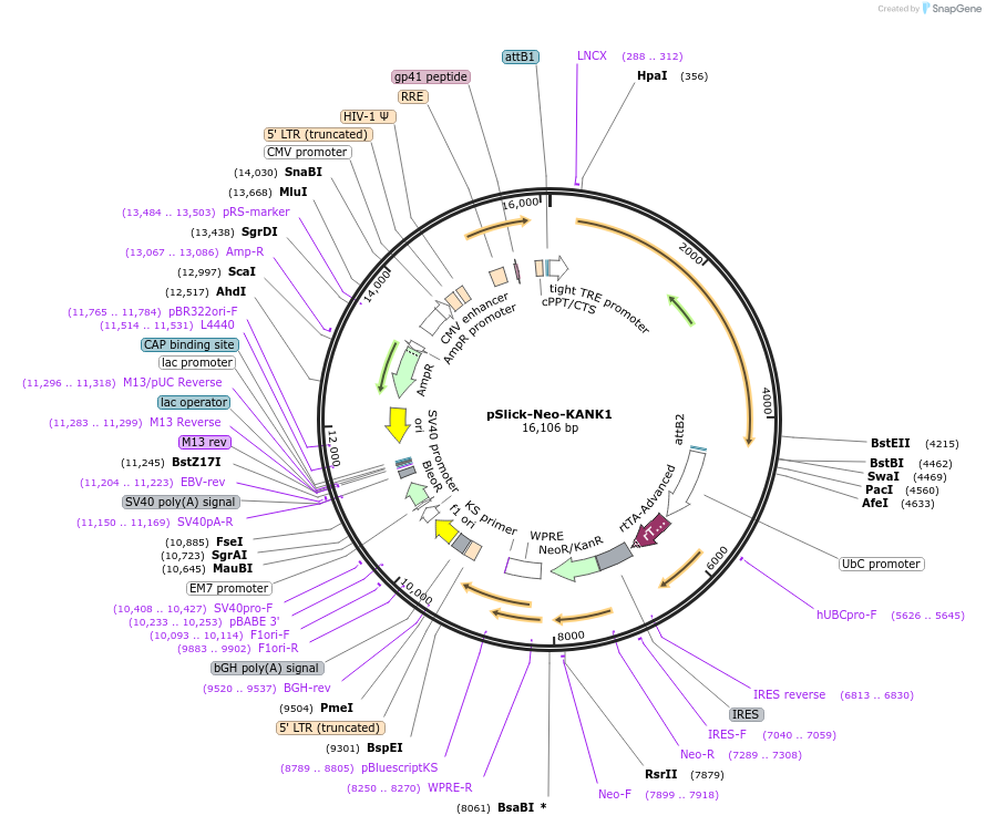 121983-plasmid-map-sequence-id-235434