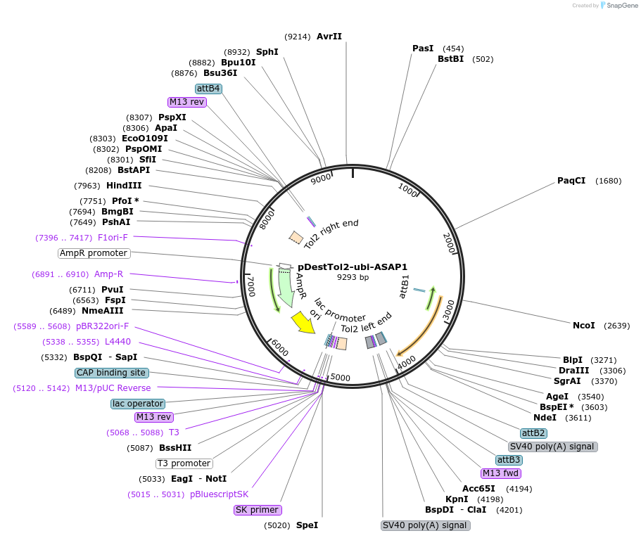 121987-plasmid-map-sequence-id-235532