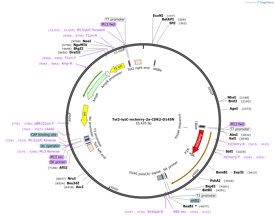 121132-plasmid-map-sequence-id-235537