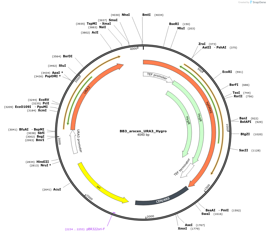 118077-plasmid-map-sequence-id-235539