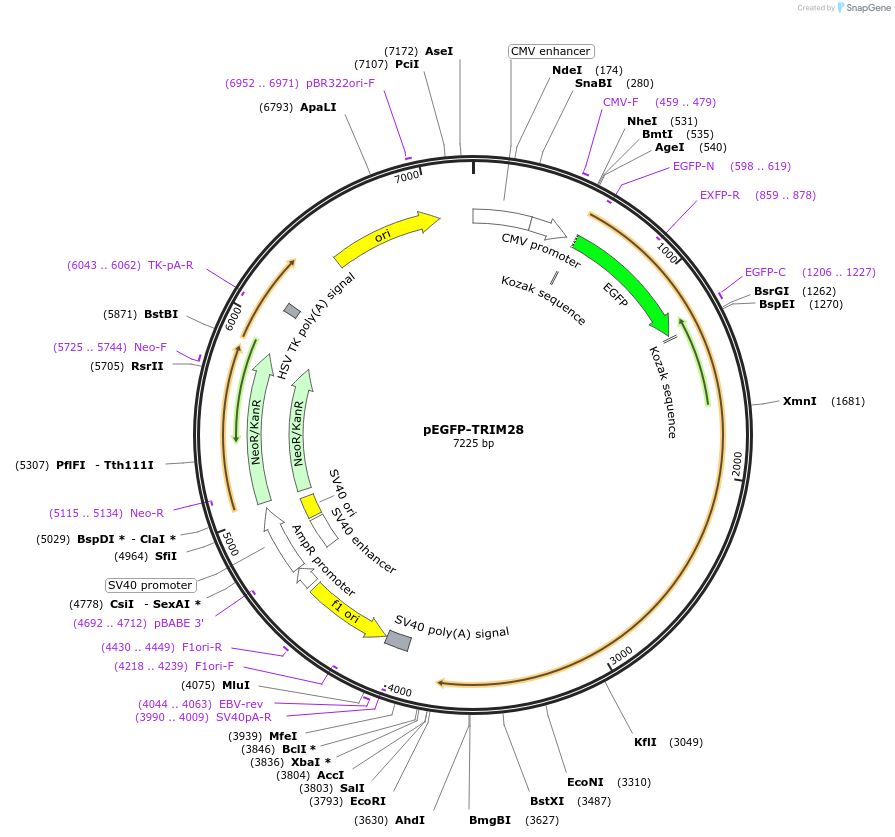 45568-plasmid-map-sequence-id-235547