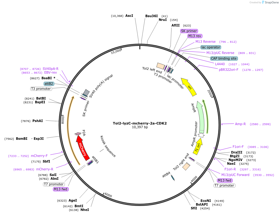 121131-plasmid-map-sequence-id-235817
