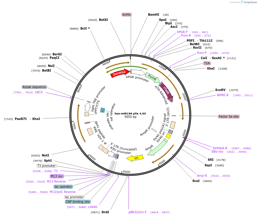 121129-plasmid-map-sequence-id-235820