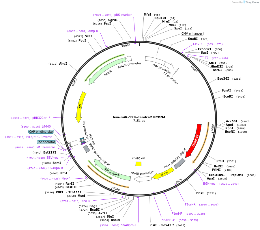 121133-plasmid-map-sequence-id-235821