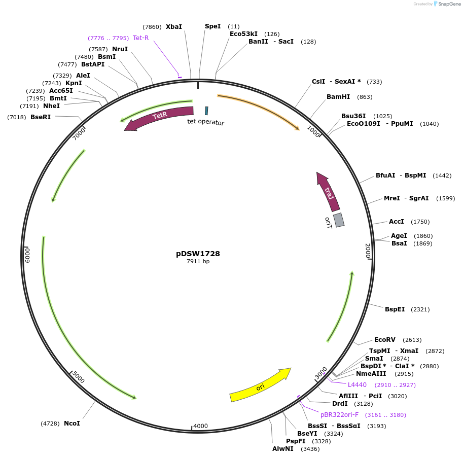 120812-plasmid-map-sequence-id-235839